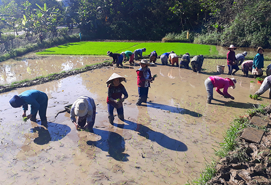 ột nhóm phụ nữ vùng cao giúp nhau gieo cấy lúa vụ đông xuân trước Tết Nguyên đán. Ảnh: Đ.N