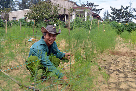 Ông Phạm Ba với mô hình trồng măng tây xanh tại Điện Dương. Ảnh: K.LINH