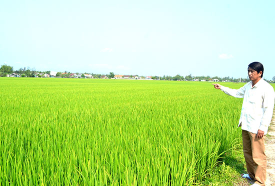 HTX Bình Tú liên kết với doanh nghiệp để sản xuất lúa giống ở thôn Phước Cẩm. Ảnh: V.QUANG
