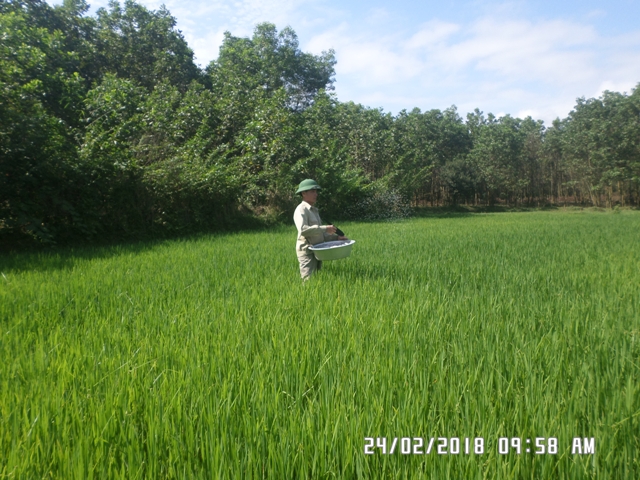 Nông dân chăm sóc vụ lúa Đông Xuân