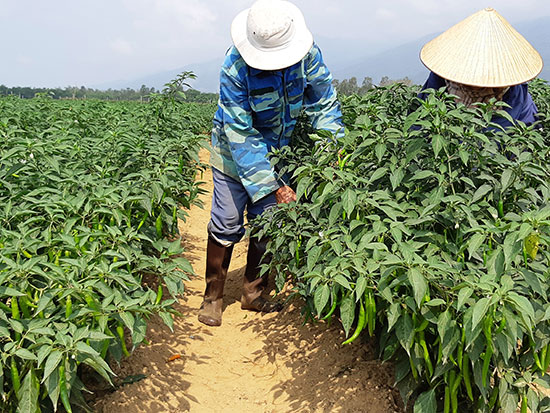 Vùng trồng cây màu chuyên canh tại thôn Phước Bình. Ảnh: H.L