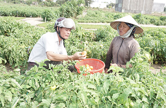 Nông dân khối phố 5 (phường Điện Nam Trung, thị xã Điện Bàn) thu hoạch cà chua vụ cuối vào tháng 4. Ảnh: N.T