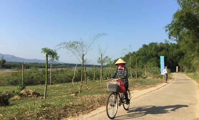 Khu vực đất ven sông ở Đại Lộc phần lớn đã được trồng tre ngăn sạt lở. Ảnh: PHAN VINH