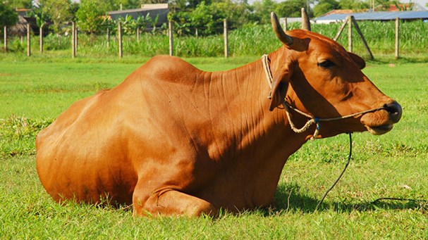Mách nông dân cách chữa 4 bệnh thường gặp ở trâu, bò mùa nắng nóng