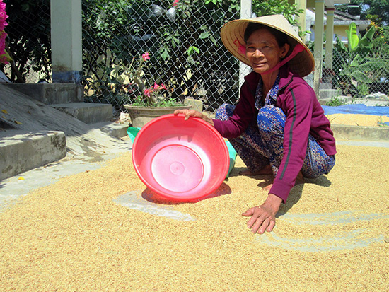 Với những đầu mối tiêu thụ lớn, hy vọng đầu ra của sản phẩm lúa gạo sẽ tiếp tục ổn định