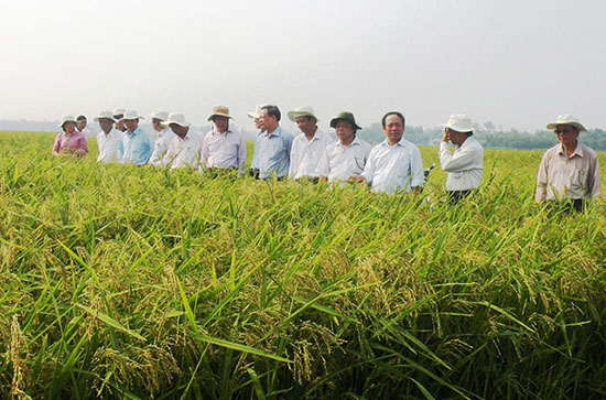 Nhờ sự hỗ trợ của các HTX, nông dân nhiều địa phương trên địa bàn Quế Sơn có thu nhập cao từ việc liên kết sản xuất lúa giống với các doanh nghiệp