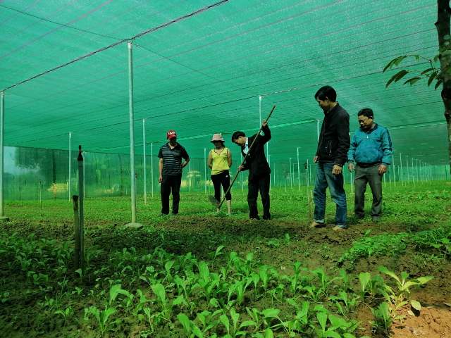 Mô hình trồng rau sạch của HTX Nông nghiệp - du lịch - dịch vụ Đại Bình