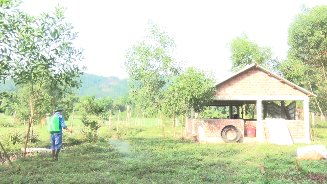 Khu vực chăn nuôi heo của hộ Hồ Thị Mỹ Trang được phun thuốc tiêu độc khử trùng