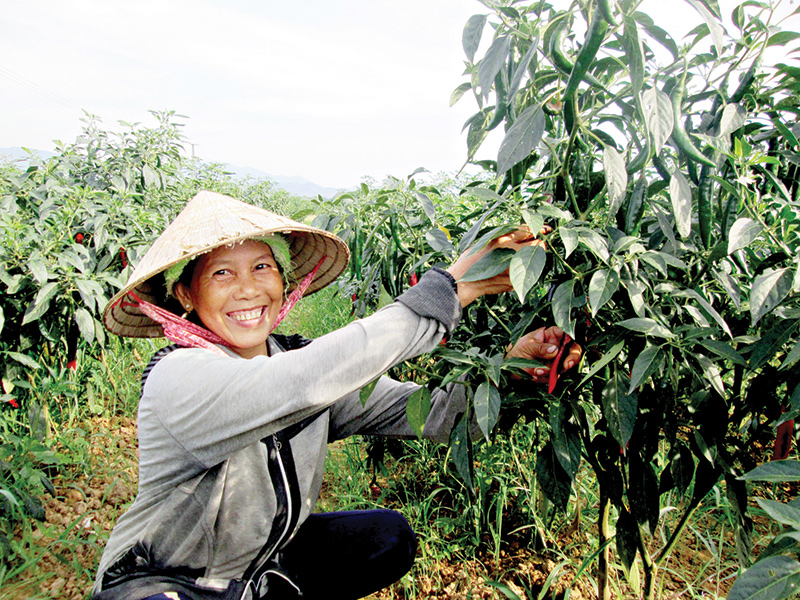 Nhờ được hỗ trợ nhiều khâu, nông dân huyện Duy Xuyên thành công lớn trong việc liên kết với các doanh nghiệp sản xuất ớt xuất khẩu theo phương thức bao tiêu đầu ra sản phẩm. Ảnh: VĂN SỰ