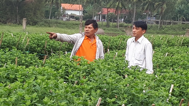 HND Quảng Nam hỗ trợ nông dân vay vốn đầu tư trồng hoa phục vụ tết Canh Tý
