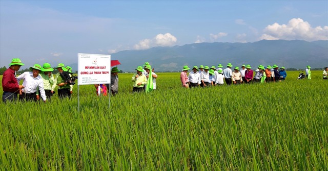 Bình quân hằng năm, Tập đoàn ThaiBinh Seed - Chi nhánh miền Trung & Tây Nguyên liên kết với nông dân trên địa bàn tỉnh sản xuất ít nhất 1.500ha giống lúa hàng hóa theo phương thức bao tiêu sản phẩm. Ảnh: VĂN SỰ