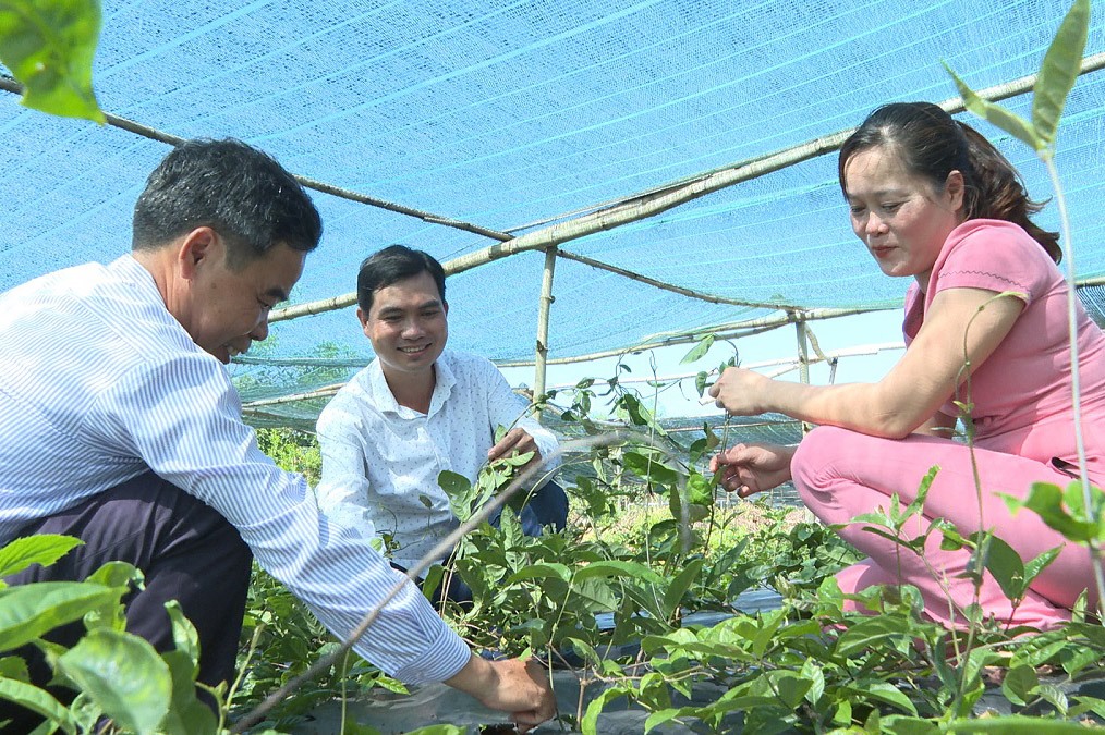 HTX Trung Toàn Phát đầu tư mô hình trồng ba kích tím trên đất đồi, rừng.