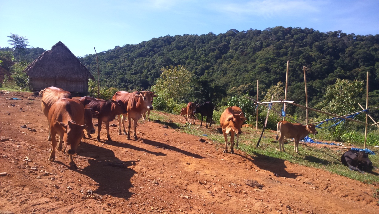 Khu chăn nuôi bò của ông Bhơriu Nức thôn Alua, xã Dang, Tây Giang