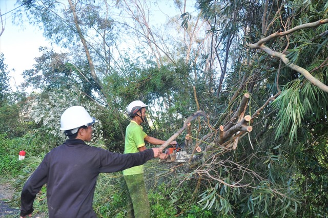 Người dân Phú Ninh thu dọn cây cối ngã đổ. Ảnh: VINH ANH