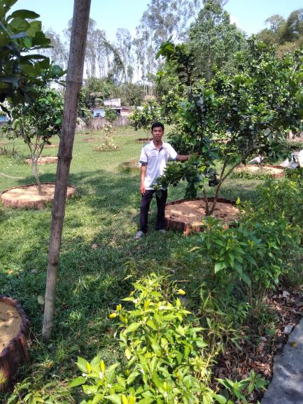 Vườn bưởi da xanh của anh Ninh Văn Quốc thôn Phước Lộc