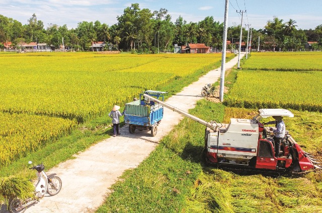 Trong định hướng đột phá về nguồn nhân lực, Quảng Nam cần quan tâm xây dựng đội ngũ “nông dân chất lượng cao”. Ảnh: PHƯƠNG THẢO
