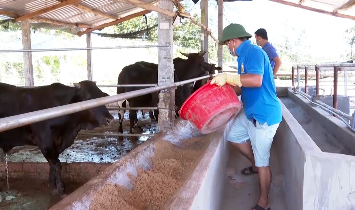 Nông dân đầu tư chăn nuôi bò từ nguồn vốn vay qua kênh Hội Nông dân. Ảnh: VĂN SUNG