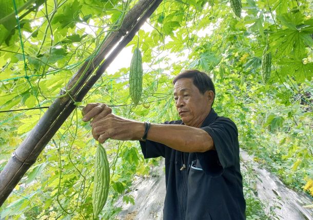 Nông dân xã Đại Tân (Đại Lộc) có nhiều mô hình canh tác nông nghiệp hiệu quả. Ảnh: C.T