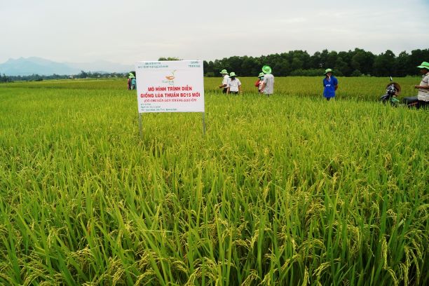 Diện tích lúa Đông Xuân của Quảng Nam sinh trưởng phát triển bình thường