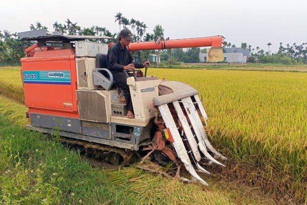 Nông dân Núi Thành thu hoạch lúa Đông Xuân 2022 - 2023