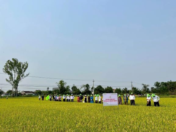 Nông dân Quảng Nam thích mê với giống lúa TBR97 với những ưu điểm vượt trội.