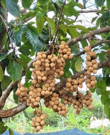 Cây lòn bon - một sản phẩm nông sản đặc trưng ở miền núi Tiên Phước (Quảng Nam)
