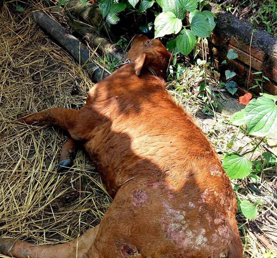 Một con bò ở xã Quế An (Quế Sơn) chết do mắc bệnh viêm da nổi cục hồi giữa tháng 3/2023. Ảnh: PV