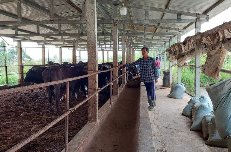 Trang trại bò 3B của ông Nguyễn Văn Kiệt (thôn Đông Đức, xã Điện Thọ).
