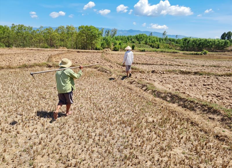 Tại một vài nơi ở huyện Đại Lộc, tình trạng thiếu hụt nguồn tưới đã xảy ra ngay từ đầu vụ hè thu khiến nhiều diện tích không thể gieo sạ nếu không có mưa. Ảnh: H.LIÊN