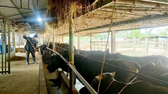 Mô hình nuôi bò của nông dân Điện Quang (Điện Bàn)