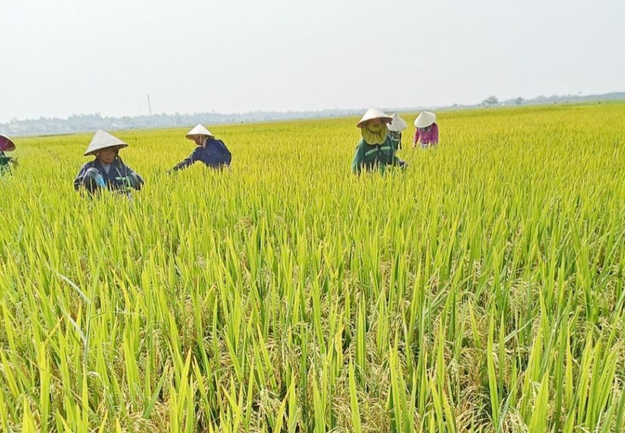 Vùng sản xuất lúa giống của HTX nông nghiệp Bình Đào. Ảnh: H.LIÊN