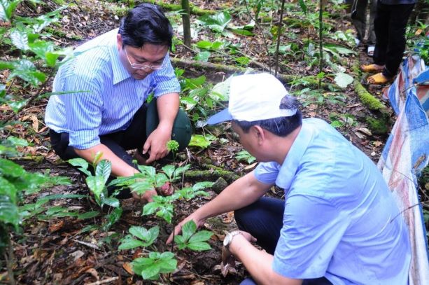 Đầu tư, nâng cấp Trại nhân giống Sâm Ngọc Linh tại Tắk Ngo, thôn 2 xã Trà Linh để đảm bảo đáp ứng nhu cầu sản xuất giống, đạt 500.000 cây/năm vào năm 2030.
