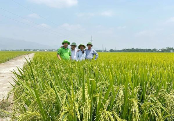 Vùng liên kết sản xuất lúa giống theo chuỗi giá trị ở xã Đại Minh. Ảnh: H.L