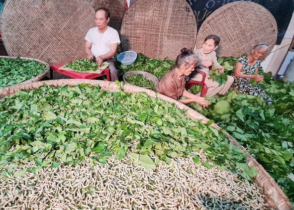 ột hộ nông dân huyện Duy Xuyên nỗ lực khôi phục nghề trồng dâu nuôi tằm để bán tằm thương phẩm. Ảnh: HOÀNG LIÊN