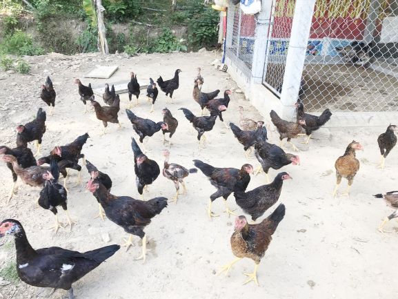 Mô hình gà thả vườn ở Tam Mỹ Đông. Ảnh: V.Phin