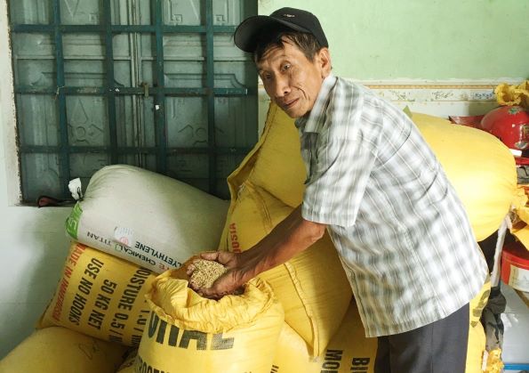 Nhu cầu lúa gạo trên thị trường khá lớn nhưng nguồn cung tại Quảng Nam lại đang thiếu hụt. Ảnh: N.S