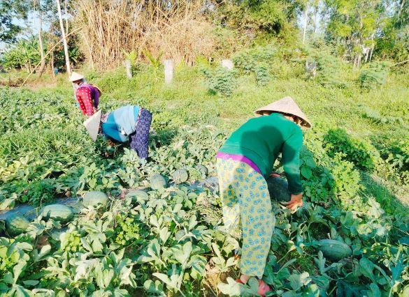 Nông dân thôn Nhị Dinh 2 (xã Điện Phước, Điện Bàn) thu hoạch dưa hấu. Ảnh: PV