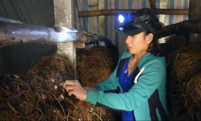 Chị Nguyễn Thị Nguyệt thu hoạch nấm rơm. Ảnh: TÂN NĂM