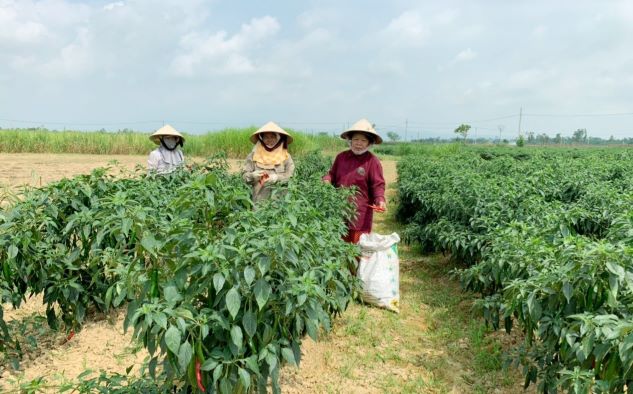 Những năm qua, HTX Nông nghiệp Lệ Bắc (xã Duy Châu, Duy Xuyên) thực sự là “bà đỡ” của nông dân trong việc liên kết sản xuất ớt xuất khẩu với doanh nghiệp. Ảnh: M.N