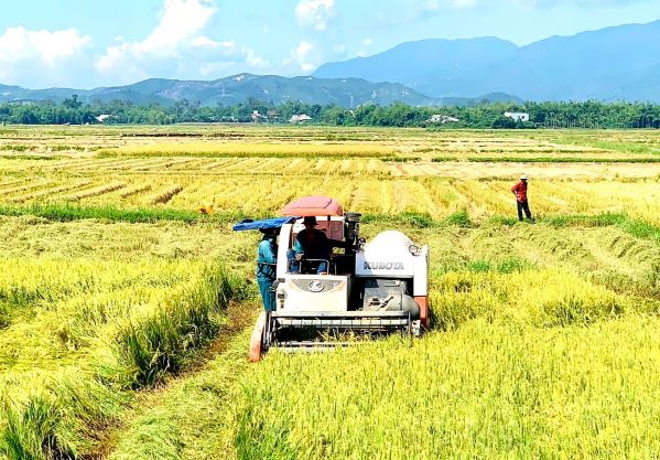 Nông dân Điện Bàn đang tập trung đẩy nhanh tiến độ thu hoạch lúa. Ảnh: PV