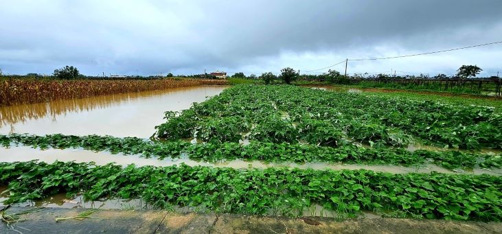 Nhiều diện tích rau màu ở Duy Xuyên bị ngập úng do mưa lớn kéo dài. Ảnh: PV