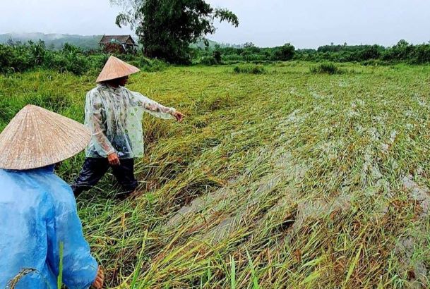 Hàng loạt ruộng nếp vừa chín ở thôn Lộc Thượng (xã Quế Hiệp, Quế Sơn) ngập ngụa trong nước. Ảnh: PV
