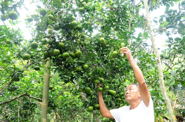 Người dân Tiên Phước được hỗ trợ phát triển kinh tế vườn, kinh tế trang trại. Ảnh: N.HƯNG