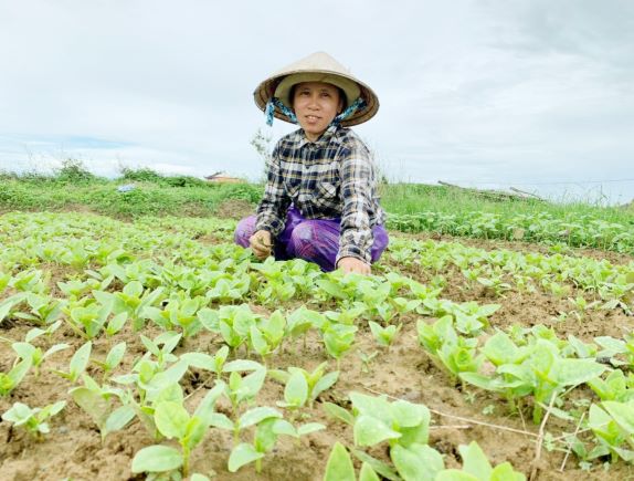 Nhiều mô hình trồng rau củ quả theo phương thức chuyên canh trên những ruộng lúa chuyển đổi ở xã Duy Phước (Duy Xuyên) mang lại hiệu quả kinh tế cao. Ảnh: PV