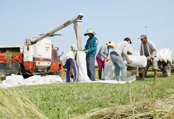 Tổng sản lượng lương thực cây có hạt (lúa, ngô) năm 2023 ở huyện Thăng Bình đạt hơn 96.300 tấn.Ảnh: T.N
