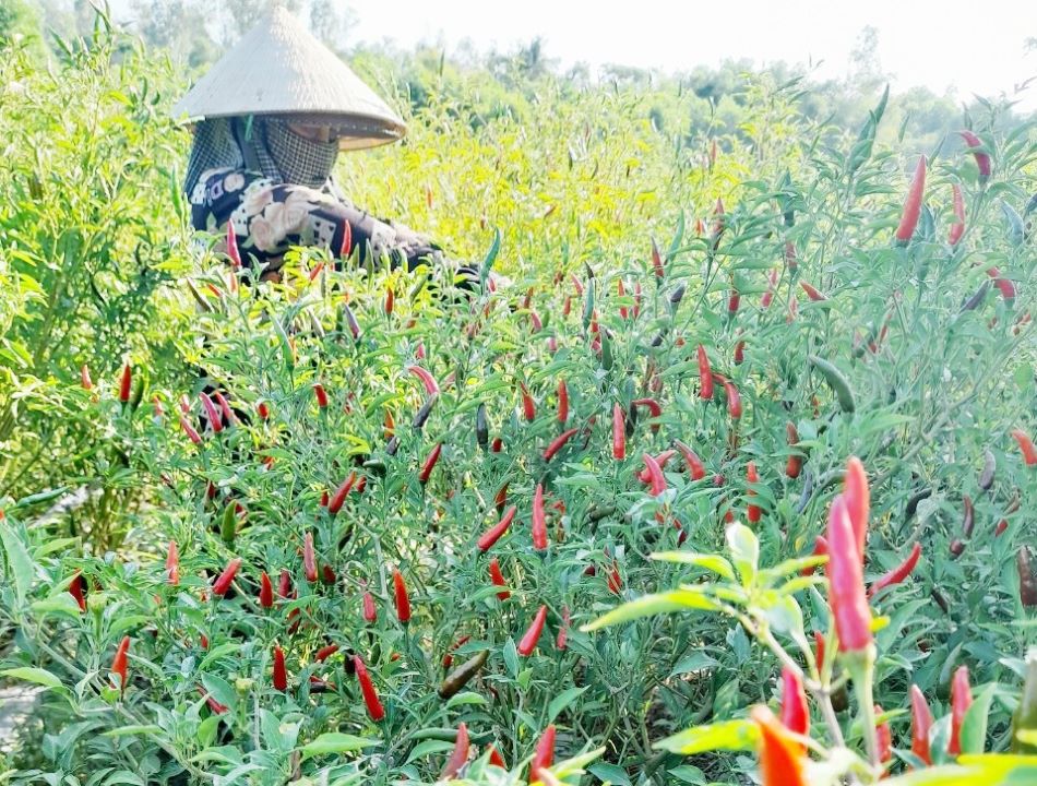 Cây ớt được lựa chọn là cây trồng chủ lực tại vùng nguyên liệu tập trung đã được UBND huyện Phú Ninh quy hoạch. Ảnh: P.V