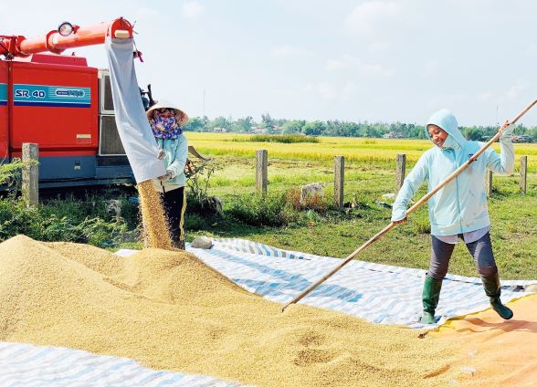 Năm nay tổng sản lượng lúa của Quảng Nam đạt khoảng 467.170 tấn, tăng 25.900 tấn so với năm ngoái. Ảnh: PV