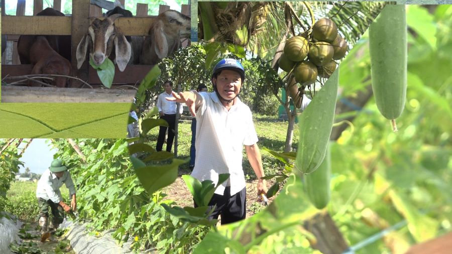 Nông dân Bình Phú đa dạng các mô hình nông nghiệp.