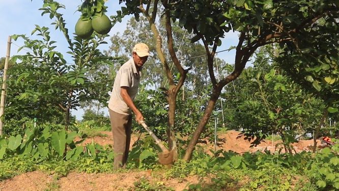 Ông Tám đang chăm sóc cây ăn quả trong khu vườn của mình. Ảnh: VT