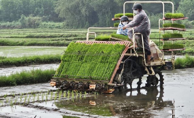 Đưa máy cấy vào mô hình trồng lúa hữu cơ tại phường Hòa Thuận. Ảnh: Thu Sơn